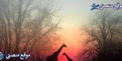 حكم عن الحب والفراق أجمل 10 اقتباسات عن الحب قصيرة 2025
